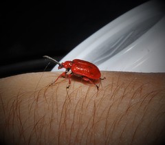 Lilioceris faldermanni