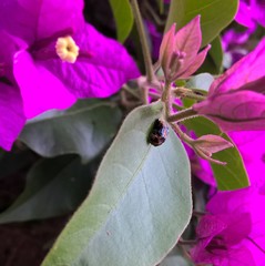 Harmonia axyridis