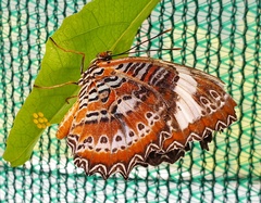 Cethosia penthesilea