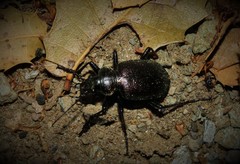 Calosoma inquisitor