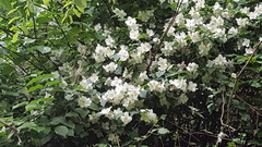 Philadelphus inodorus