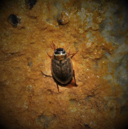Agabus conspersus