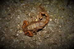 Aegaeobuthus gibbosus