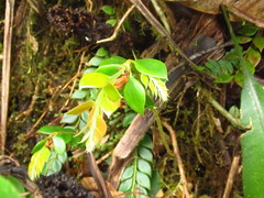 Vaccinium distichum