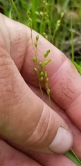 Dichanthelium perlongum
