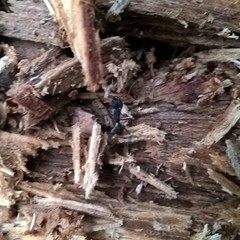 Acromyrmex