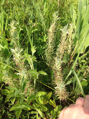 Castilleja sessiliflora