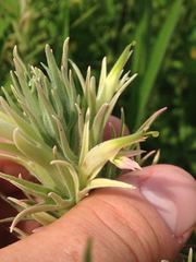 Castilleja sessiliflora