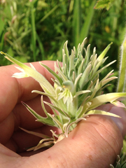 Castilleja sessiliflora
