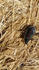 Eleodes suturalis