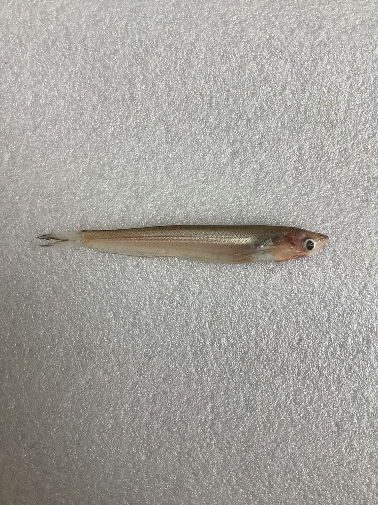 Glass catfish (Kryptopterus geminus) — Siluridae