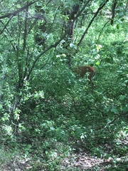 Odocoileus virginianus