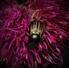 Blitopertha lineolata