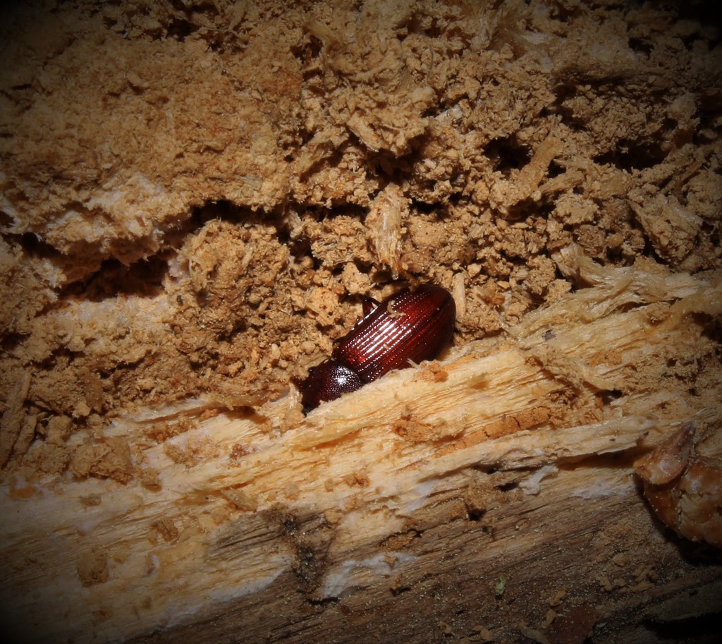 Uloma cypraea