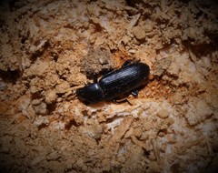 Menephilus cylindricus