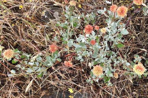 Eriogonum prattenianum var. prattenianum