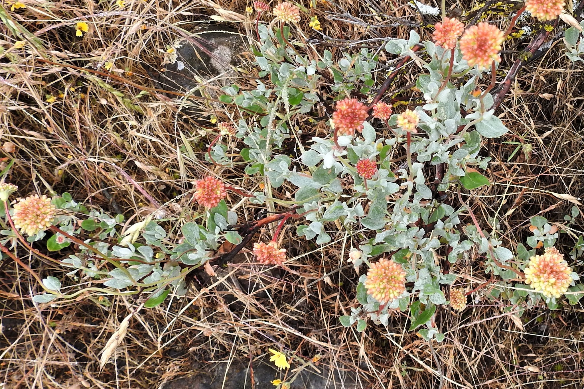Eriogonum prattenianum var. prattenianum