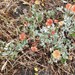 Nevada City Wild Buckwheat - Photo (c) Diane Rose, some rights reserved (CC BY-NC), uploaded by Diane Rose