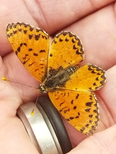 Spotted Fritillary photo 5