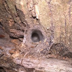 Araneae