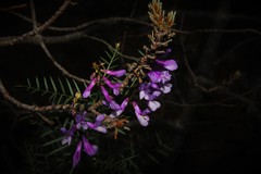 Vicia eriocarpa