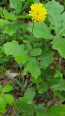 Pilosella piloselloides