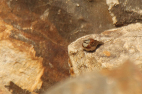 White-capped Bunting (Emberiza stewarti), photo 7