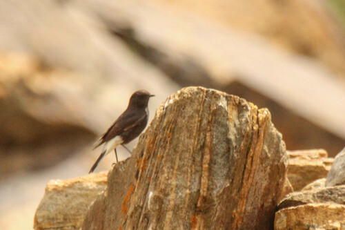 Variable Wheatear (Oenanthe picata), photo 6