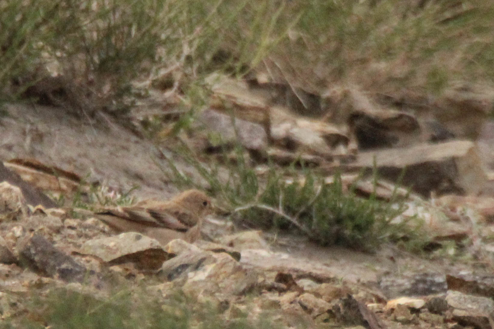 Mongolian Finch (Bucanetes mongolicus), photo 10