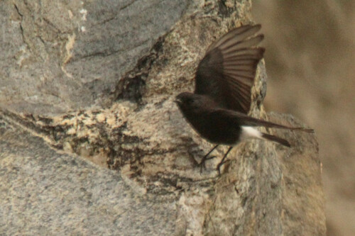 Variable Wheatear (Oenanthe picata), photo 9