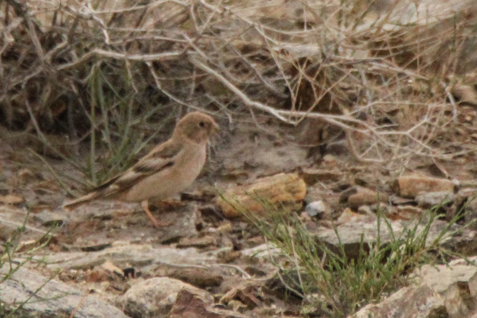 Mongolian Finch (Bucanetes mongolicus), photo 7