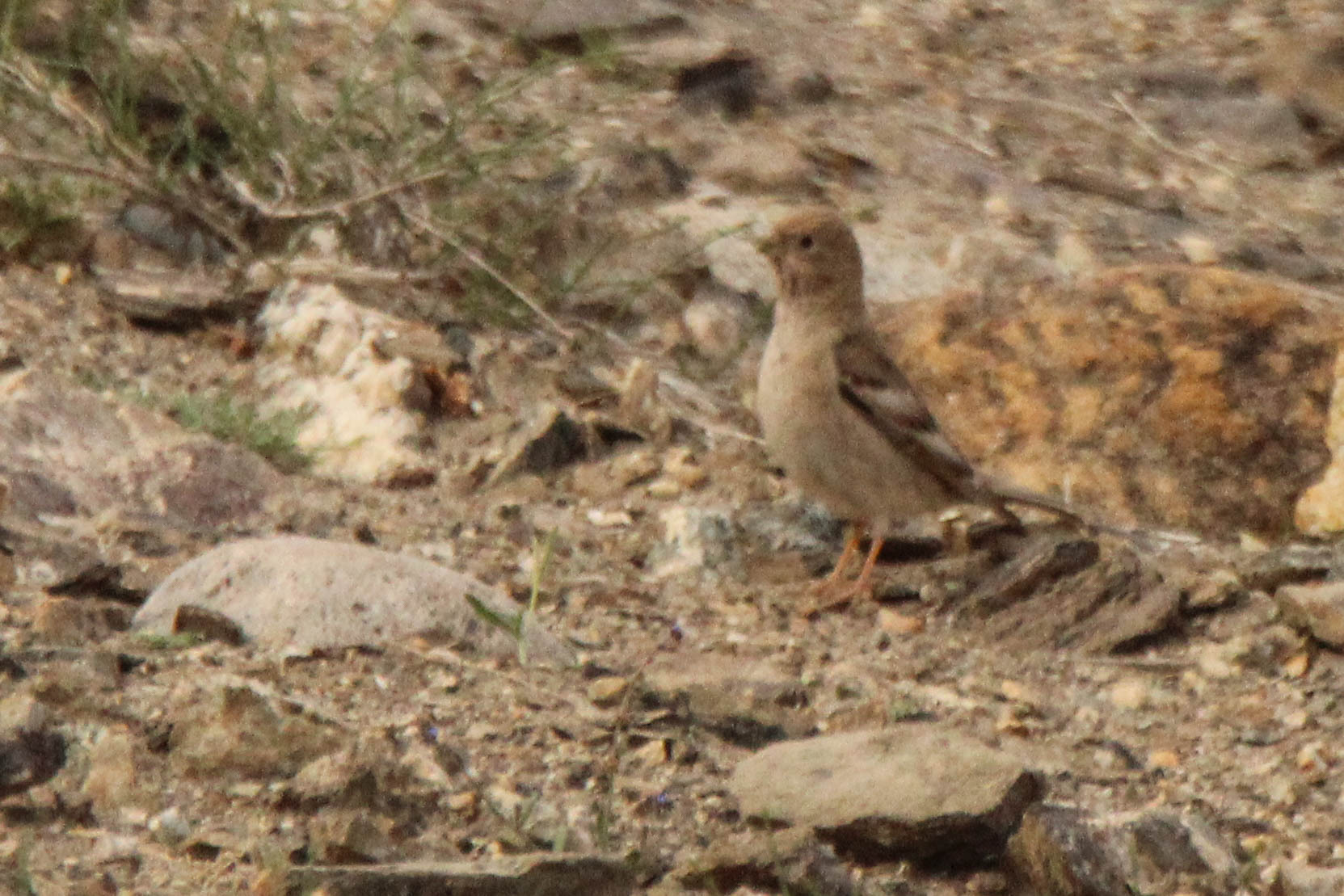 Mongolian Finch (Bucanetes mongolicus), photo 8