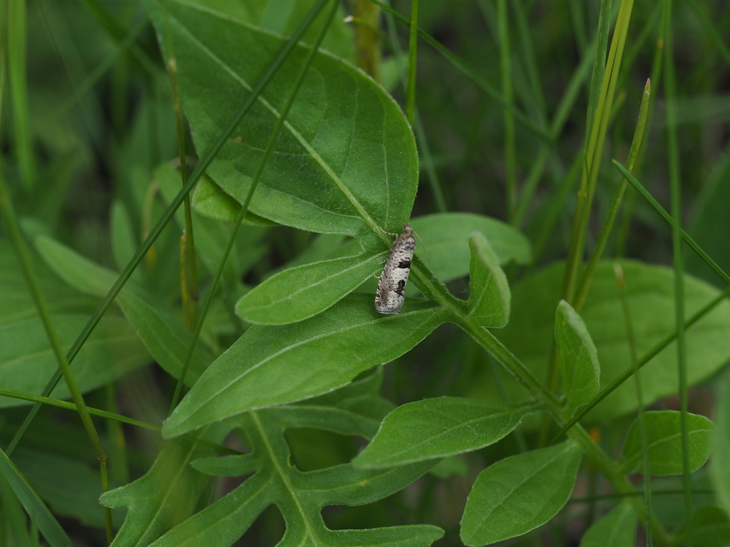 Four-spot Bell