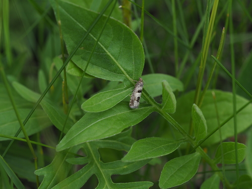 Four-spot Bell