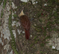 Xiphorhynchus fuscus