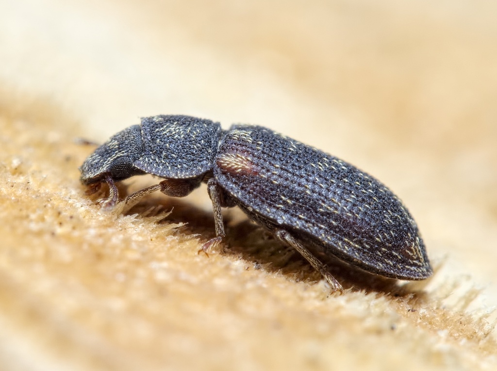Colobicus hirtus