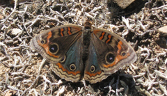 Junonia genoveva