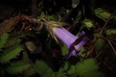 Campanula lyrata