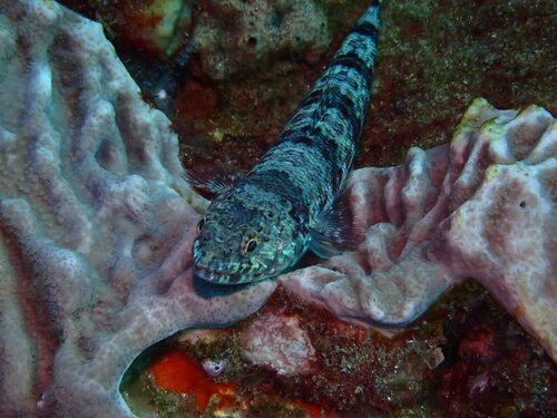 Indian lizardfish (Synodus indicus) — Synodontidae — 4