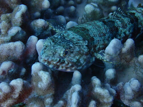 Indian lizardfish (Synodus indicus) — Synodontidae