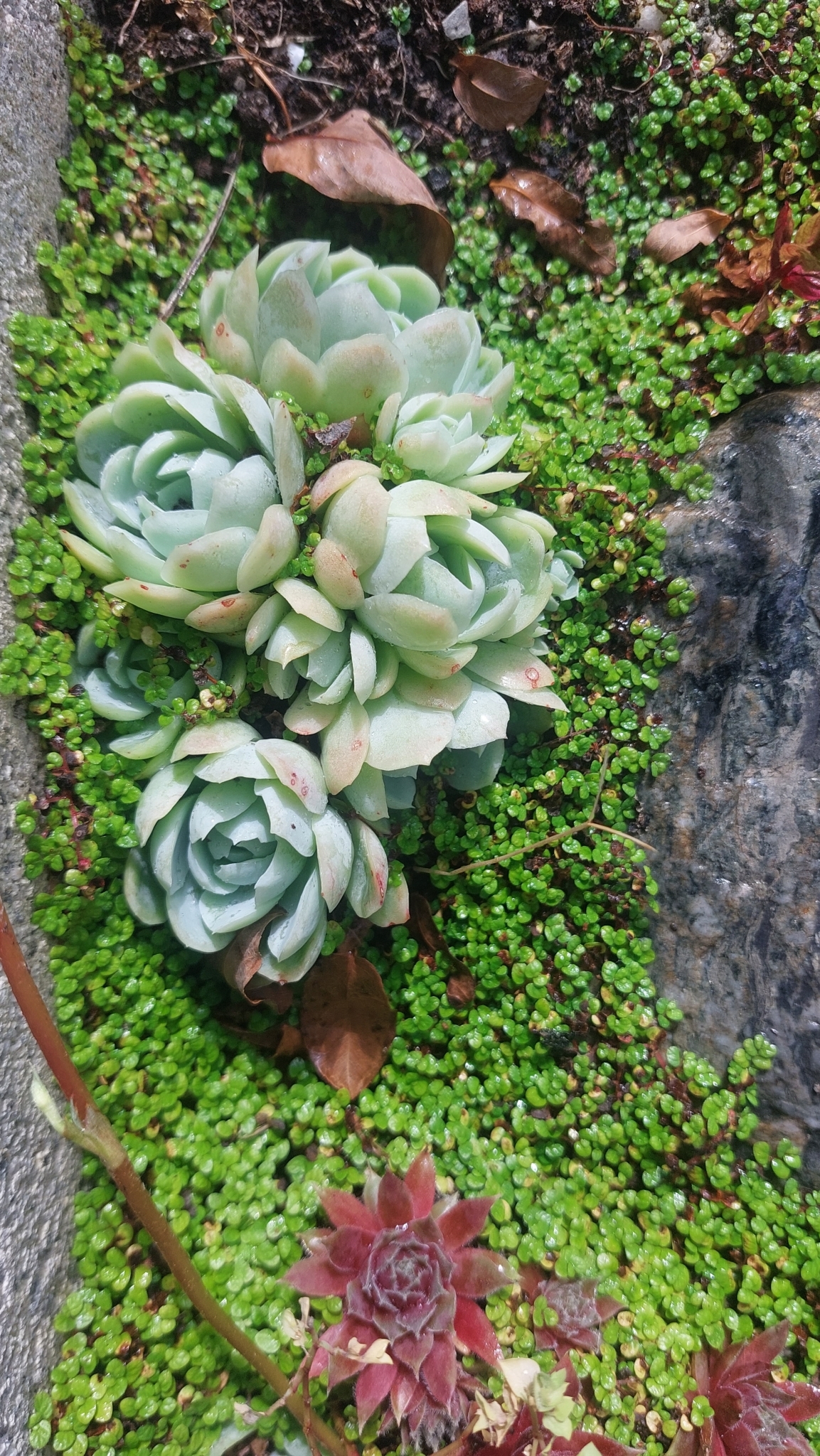 Imagem de Rosa-de-pedra