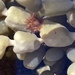 Anemonia mutabilis