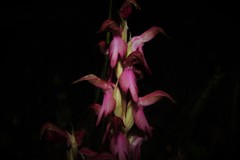 Anacamptis sancta