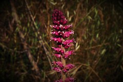 Lysimachia atropurpurea