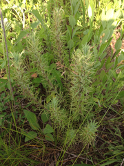 Castilleja sessiliflora