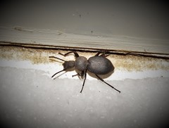 Cephalostenus orbicollis