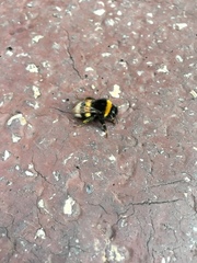 Bombus