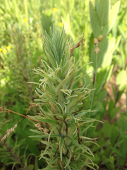 Castilleja sessiliflora