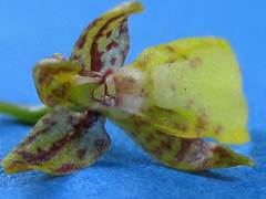 Leochilus labiatus