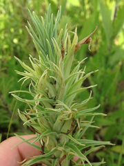 Castilleja sessiliflora